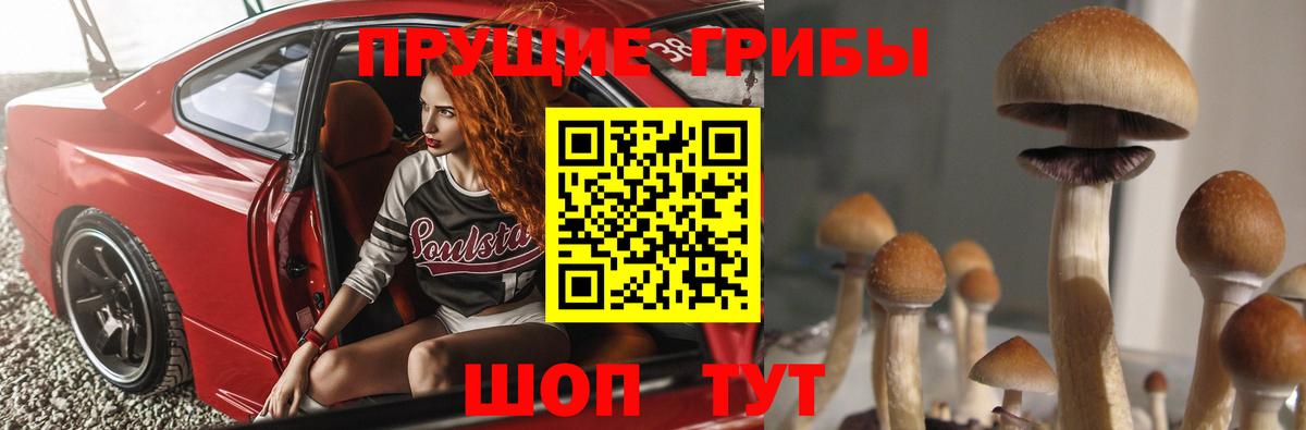 Псилоцибиновые грибы Psilocybine cubensis Ялуторовск